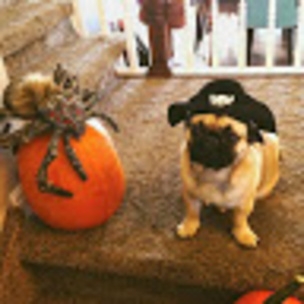 Meet your Posher, Moss